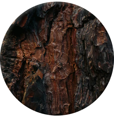 Woody